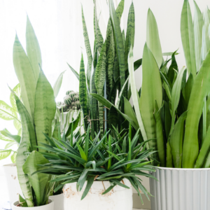 : A collection of various indoor plants, including tall snake plants, arranged in white pots against a light background.