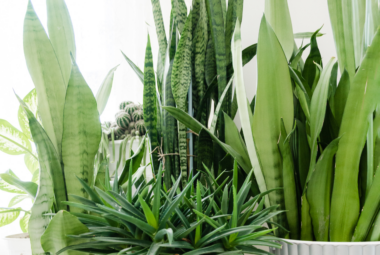 : A collection of various indoor plants, including tall snake plants, arranged in white pots against a light background.