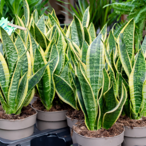 Group of Snake Plants (Sansevieria) in pots, displaying tall, upright leaves with green patterns and yellow edges.