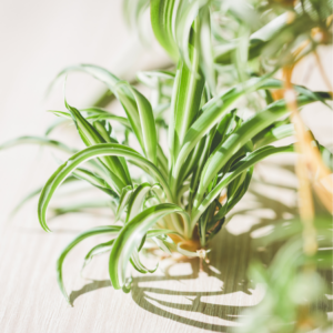  A close-up of a spider plant with long, arching green leaves featuring white stripes, set in a bright indoor environment.