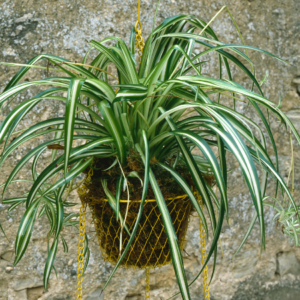 A Spider Plant in a hanging basket with long, arching green leaves striped with white.