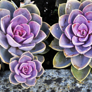  A close-up image of several rosette-shaped succulents with lavender and green leaves, showing water droplets on their surfaces.