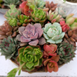  A variety of colorful succulents arranged closely together in a pot, featuring shades of green, red, purple, and blue.