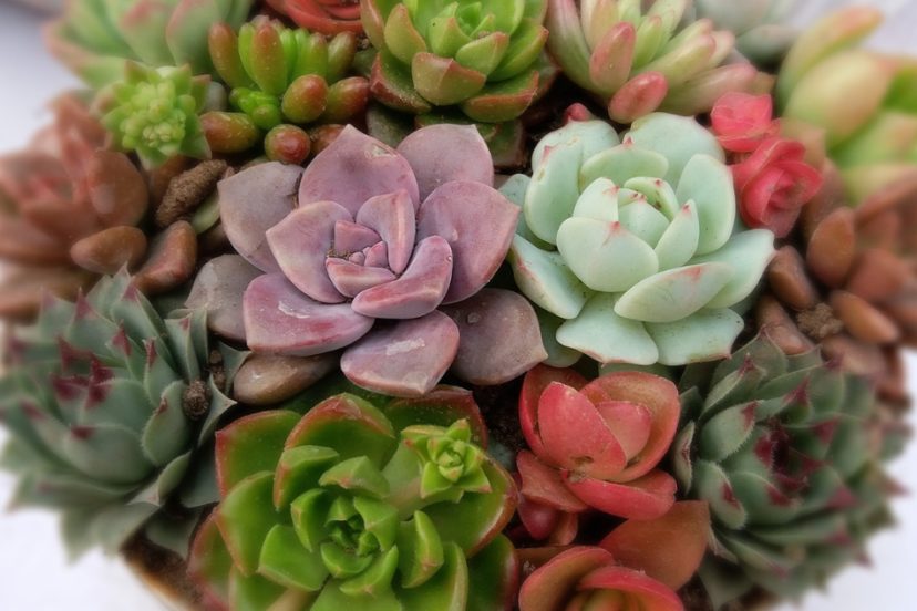 Article: Best Autumn Plants. Pic - A variety of colorful succulents arranged closely together in a pot, featuring shades of green, red, purple, and blue.