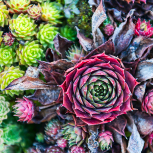  Close-up of a succulent garden with a prominent red and green rosette-shaped succulent surrounded by smaller green succulents.