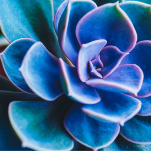 : Close-up of a vibrant blue and purple rosette-shaped succulent with smooth, curved leaves.