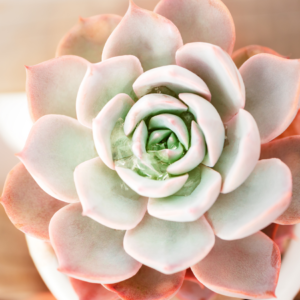 : Close-up of a rosette-shaped succulent with soft pastel hues of green and pink.