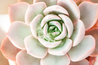 : Close-up of a rosette-shaped succulent with soft pastel hues of green and pink.