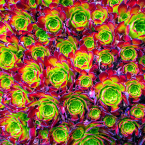 A dense cluster of vibrant succulents with bright green centers and red-tipped leaves.