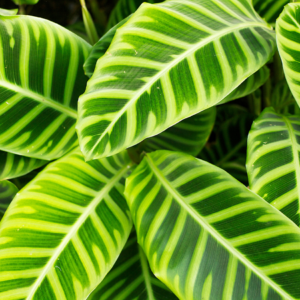 Close-up image of a Zebra Plant (Calathea zebrina) with its striking green leaves featuring bold, light green stripes.