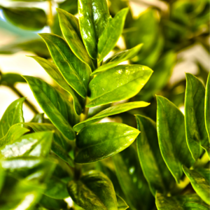  Close-up of a ZZ plant with shiny, dark green leaves, displaying its lush and healthy foliage.